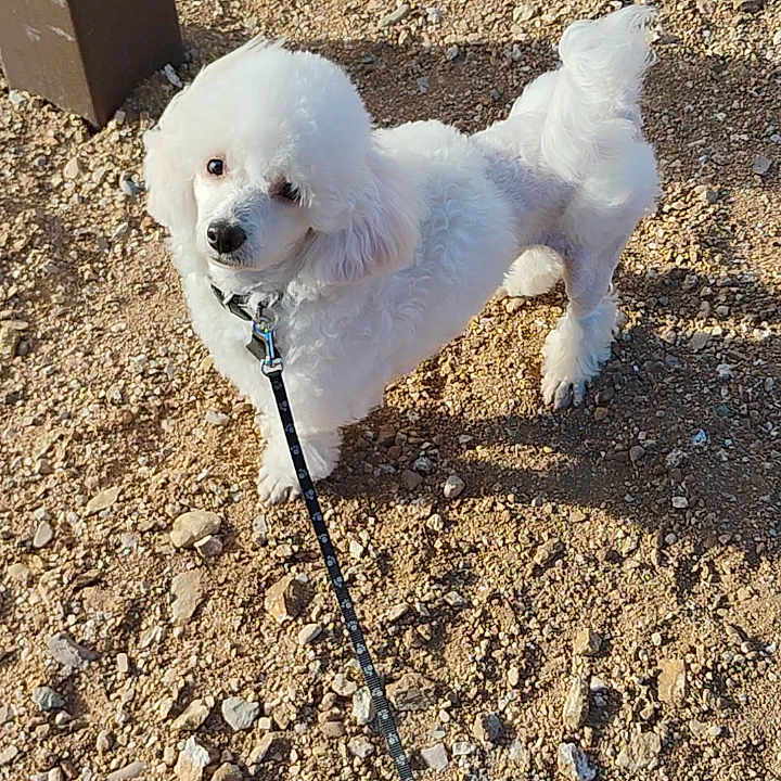 Kiki is registered to the contest to win money with this photo: accessories, animal, beach, canine, coast, cockerspaniel, dog, eskimodog, leash, path, pet, poodle, puppy, road, rock, slate, soil, strap, terrier, whitedog