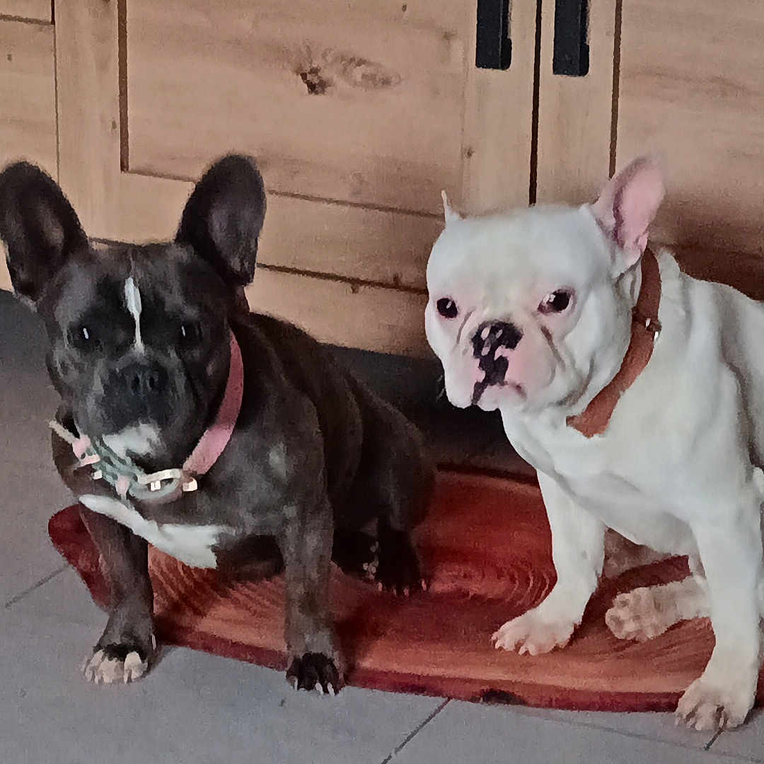 Jennifer Perry participe au concours pour gagner de l'argent avec cette photo : animal, bostonbull, boxer, bulldog, canine, dog, frenchbulldog, pet, pitbull, puppy, whitedog