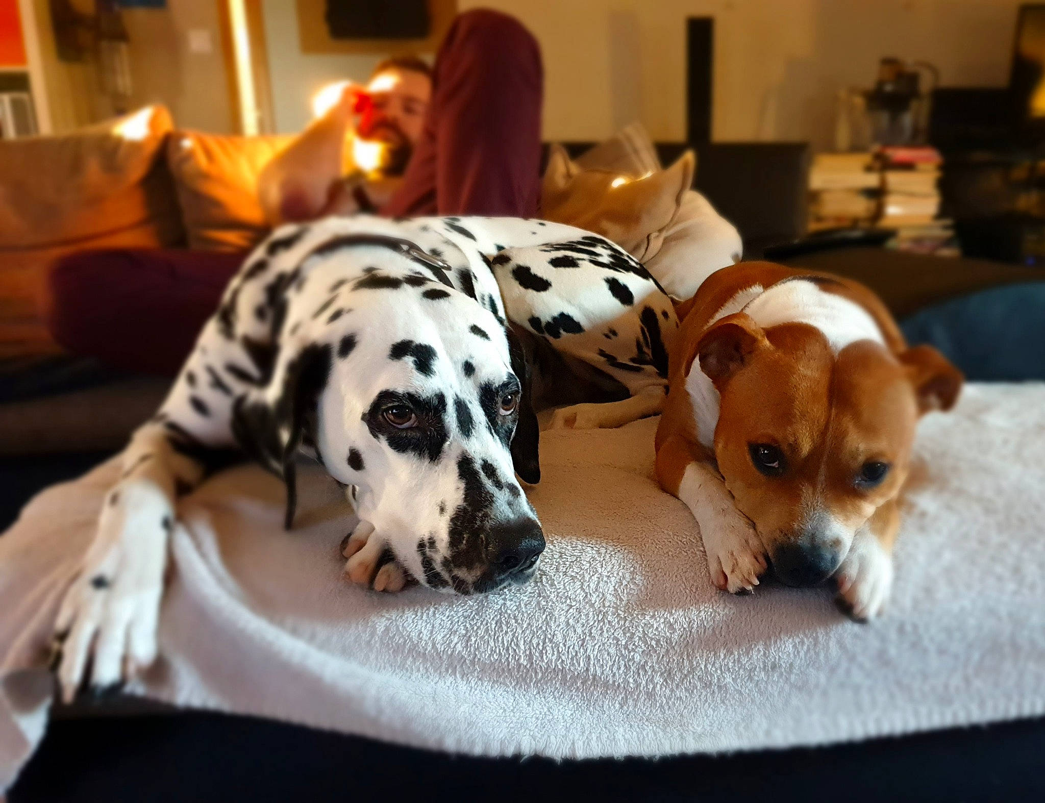 Roots a rejoint le concours — aidez-le/la à gagner de superbes lots ! canidae, carnivore, comfort, companion_dog, couch, dalmatian, dog, dog_bed, dog_breed, dog_supply, fawn, fur, paw, scent_hound, snout, sporting_group, terrestrial_animal, toy_dog, whiskers, working_animal