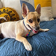 Chico joined the competition — help win amazing prizes! canine, close_up, collar, couch, decorative_pillow, dog, ears, gray_pillow, happy, indoor, laying_down, pet, pillow, quilted_blanket, small_dog, smiling, sun_design, tie_dye, tongue_out, yellow_pillow