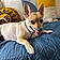 Chico