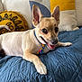 canine, close_up, collar, couch, decorative_pillow, dog, ears, gray_pillow, happy, indoor, laying_down, pet, pillow, quilted_blanket, small_dog, smiling, sun_design, tie_dye, tongue_out, yellow_pillow