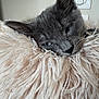 cat, gray_cat, fluffy_pillow, shaggy_texture, close_up, sleepy, pet, indoor, cozy, fur, whiskers, ear, face, relaxed, soft, domestic_animal, cute, resting, animal, feline