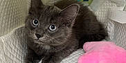 Athena participe au concours pour gagner de l'argent avec cette photo : animal_portrait, blue_eyes, close_up, crate, cute, domestic_animal, feline, fur, gray_cat, indoor, kitten, looking_at_camera, pet, pink_star, quilted_surface, resting, soft_texture, toy, whiskers, young_animal