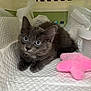 kitten, gray_cat, blue_eyes, pet, indoor, crate, toy, pink_star, quilted_surface, cute, feline, young_animal, fur, whiskers, resting, looking_at_camera, close_up, domestic_animal, soft_texture, animal_portrait