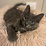 Athena a rejoint le concours — aidez-le/la à gagner de superbes lots ! kitten, gray_cat, blue_eyes, furry, pet, cute, fluffy, indoor, cushion, soft, relaxed, animal, feline, closeup, portrait, domestic_cat, resting, cozy, young_cat, whiskers