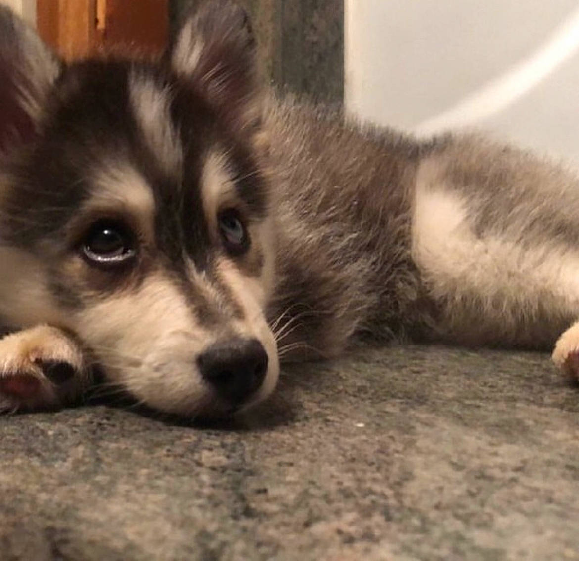 Nanook is registered to the contest to win money with this photo: canidae, canis, carnivore, companion_dog, dog, dog_breed, fur, sled_dog, sporting_group, terrestrial_animal, toy_dog, whiskers, wildlife, working_animal, working_dog