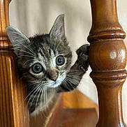 Happy participe au concours pour gagner de l'argent avec cette photo : kitten, cat, wood, wooden_spindle, claw, curious, animal, pet, indoor, closeup, whiskers, ears, eyes, feline, young, playful, grip, brown, focus, background_blur