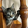 kitten, cat, wood, wooden_spindle, claw, curious, animal, pet, indoor, closeup, whiskers, ears, eyes, feline, young, playful, grip, brown, focus, background_blur