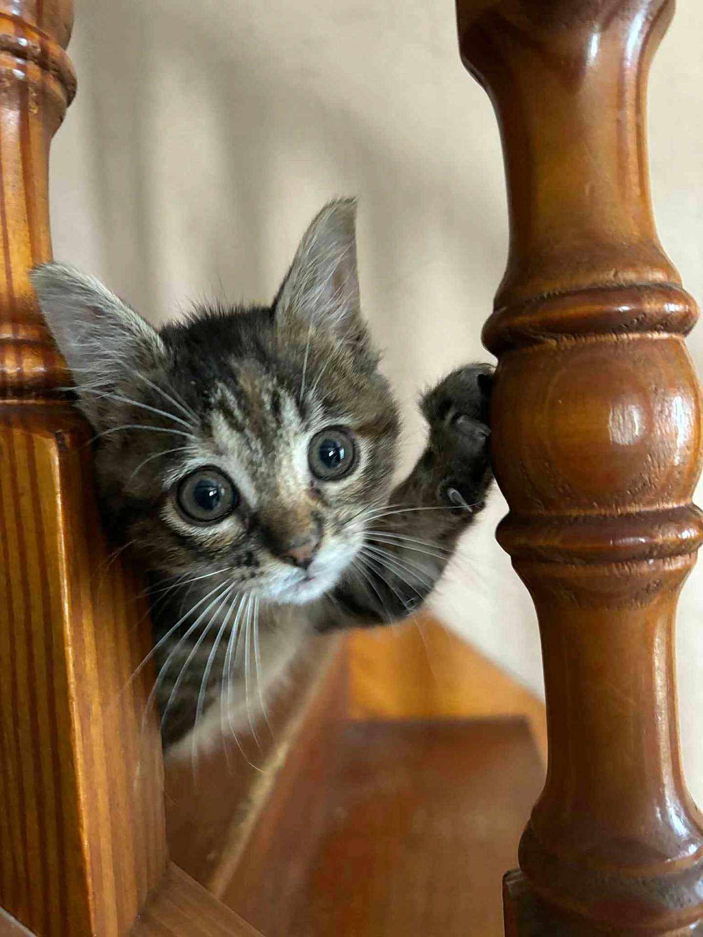 Happy participe au concours pour gagner de l'argent avec cette photo : kitten, cat, wood, wooden_spindle, claw, curious, animal, pet, indoor, closeup, whiskers, ears, eyes, feline, young, playful, grip, brown, focus, background_blur