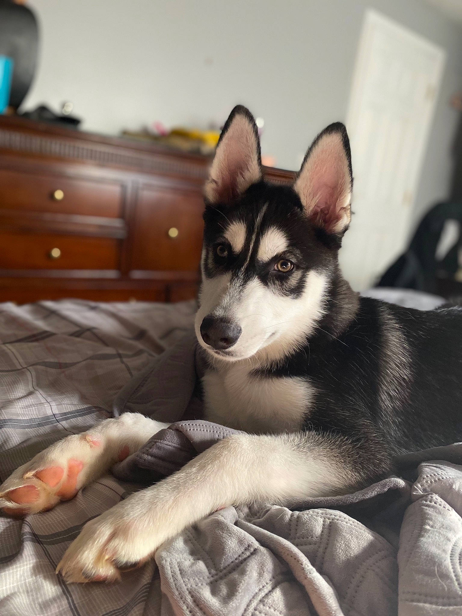 Memphis joined the competition — help win amazing prizes! cabinetry, canis, carnivore, chest, chest_of_drawers, comfort, companion_dog, dog, dog_breed, drawer, fur, grey, siberian_husky, sitting, sled_dog, sporting_group, whiskers, wood, working_animal, working_dog