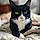 Kitty Moo