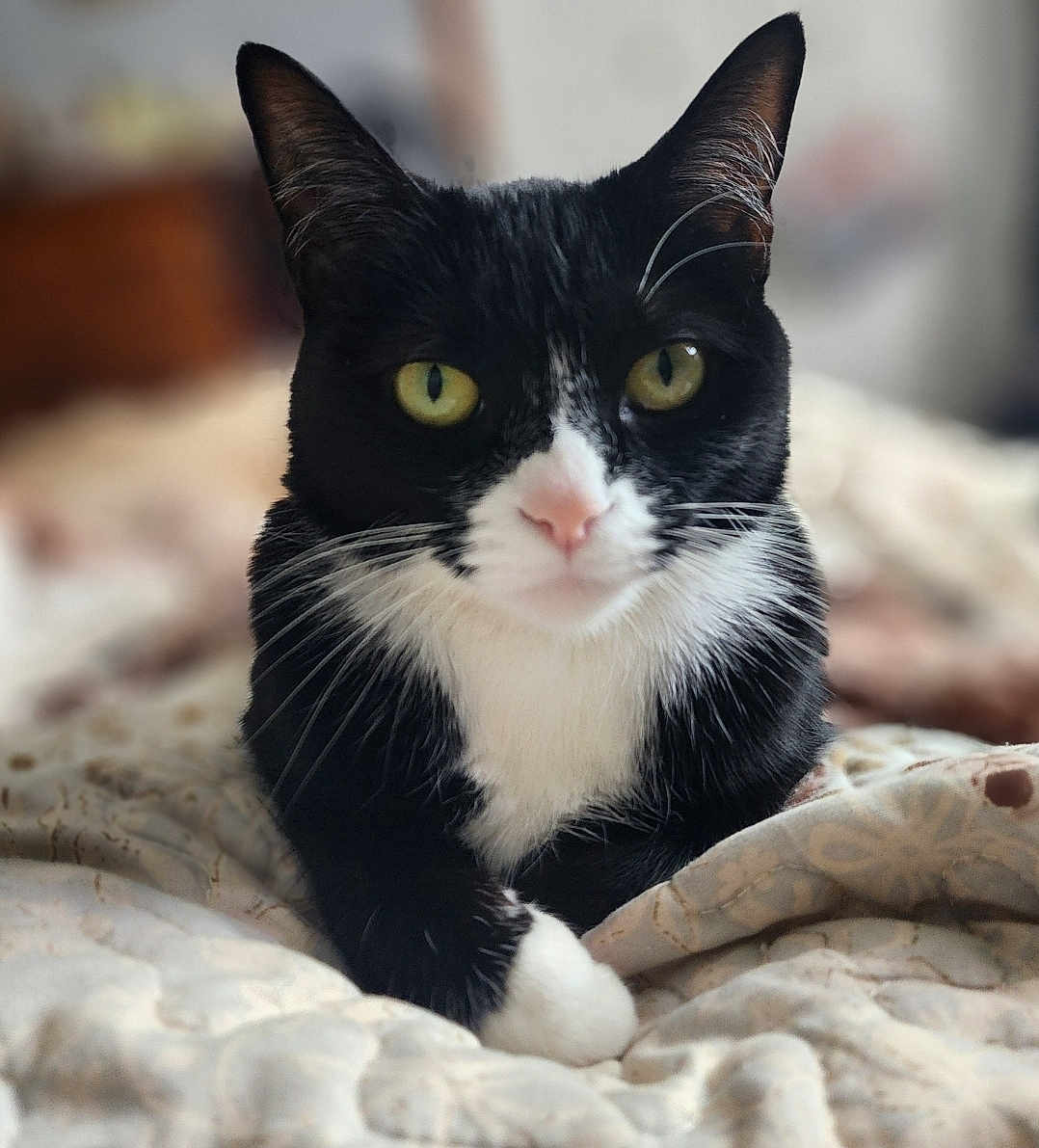Kitty Moo