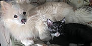 Kitty Moo joined the competition — help win amazing prizes! dog, cat, kitten, pet, animal, fluffy, white_dog, black_and_white_cat, snuggling, resting, indoor, blanket, floral_pattern, cozy, fur, cute, companion, curious, soft_light, close_up