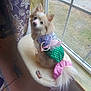 Lucy joined the competition — help win amazing prizes! dog, costume, mermaid, pet, window, indoor, curious, fluffy, perch, purple_curtain, sunlight, tail, sequin, green, pink, white, fur, cute, animal, looking_up