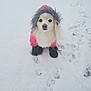 Lucy is registered to the contest to win money with this photo: dog, snow, winter_clothing, pink_jacket, fur_hood, black_booties, pet, canine, outdoor, cold_weather, paw_prints, white_snow, cute, small_dog, fluffy, animal, winter, portrait, looking_up, adorable