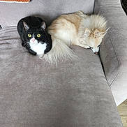 Lucy is registered to the contest to win money with this photo: cat, dog, couch, pet, animal, black_and_white_cat, cream_dog, furry, sleeping_dog, alert_cat, indoor, furniture, tail, whiskers, relaxing, companions, soft_texture, home, cute, domestic
