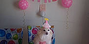 Lucy joined the competition — help win amazing prizes! dog, birthday, party, hat, pink, balloons, tablecloth, banner, celebration, festive, pet, white_dog, costume, decorations, indoor, cute, animal, face, birthday_hat, colorful