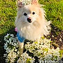 dog, pomeranian, flower_crown, white_flowers, grass, outdoor, sunlight, cute, pet, animal, fur, small_dog, blue_shirt, nature, spring, greenery, adorable, fluffy, portrait, garden