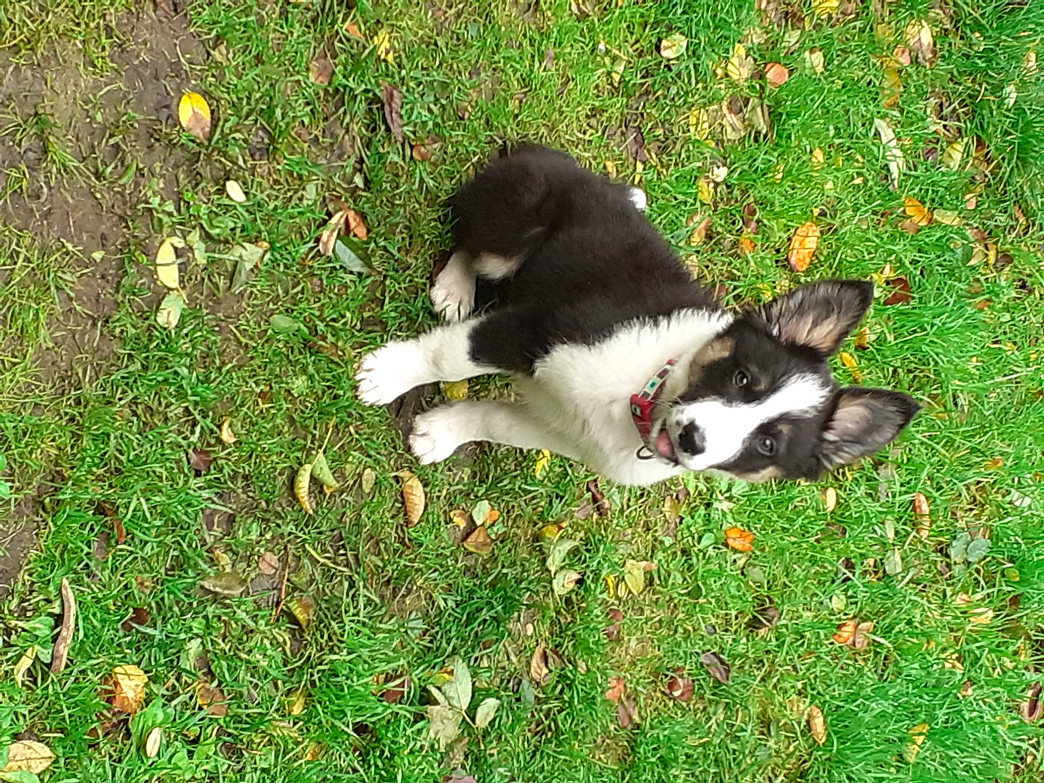 Paulie Walnuts is registered to the contest to win money with this photo: canidae, carmine, carnivore, companion_dog, dog, dog_breed, felidae, fur, grass, grass_family, grassland, groundcover, herbaceous_plant, herding_dog, non_sporting_group, plant, sporting_group, tail, terrestrial_animal