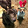 Tamus And Jitterbug