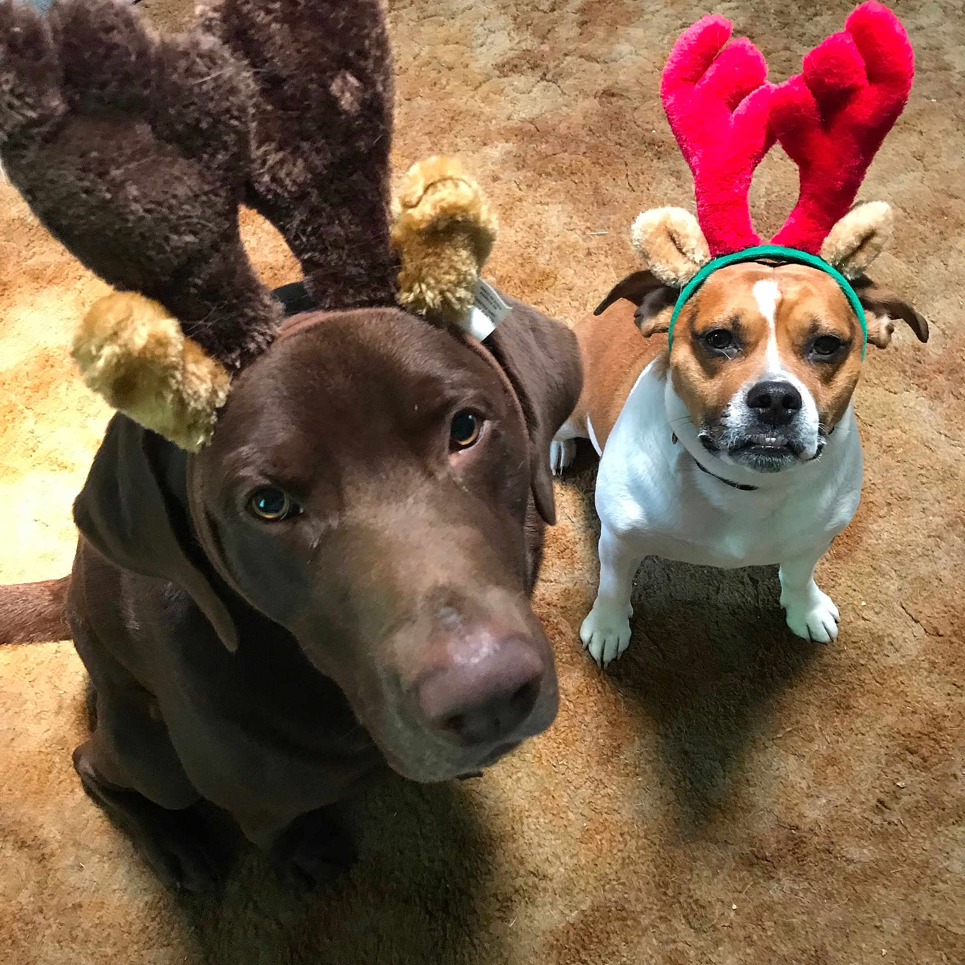 Tamus And Jitterbug