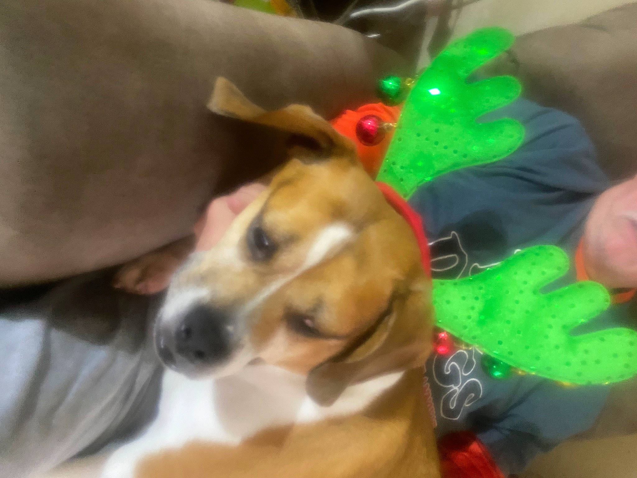 Jitterbug is registered to the contest to win money with this photo: canidae, carnivore, collar, comfort, companion_dog, dog, dog_breed, dog_clothes, dog_collar, dog_supply, event, fashion_accessory, fawn, fur, holiday, paw, pet_supply, snout, sporting_group, toy