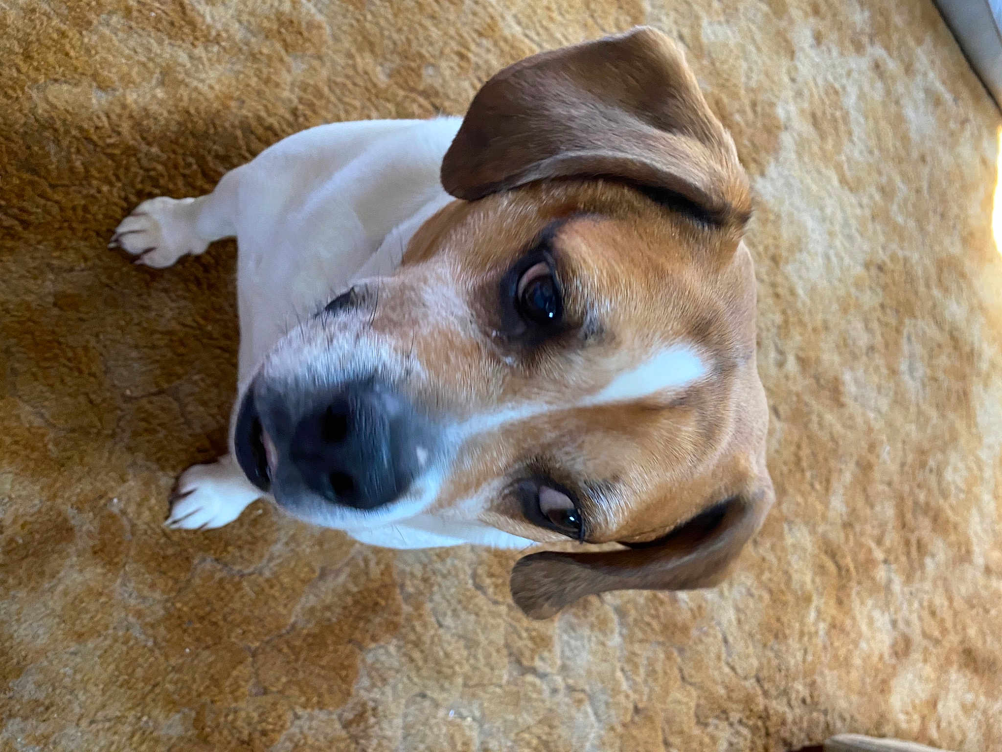 Jitterbug