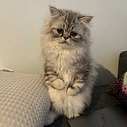 Gus is registered to the contest to win money with this photo: animal, cat, close_up, couch, cozy, cute, domestic, expression, feline, fluffy, furry, gray, indoor, laptop, pet, pillow, sitting, small_paws, soft, white