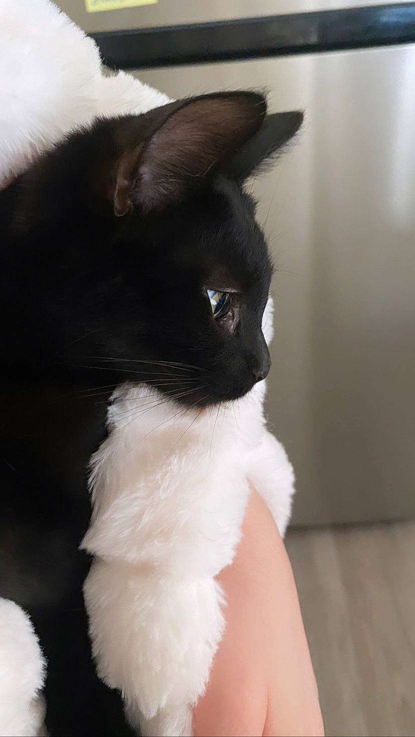 Grace joined the competition — help win amazing prizes! black_cat, carnivore, cat, domestic_short_haired_cat, felidae, formal_wear, fur, small_to_medium_sized_cats, snout, tail, whiskers