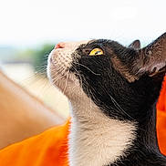 Oréo a rejoint le concours — aidez-le/la à gagner de superbes lots ! cat, close_up, black_and_white, yellow_eyes, whiskers, profile, pet, feline, indoor, cozy, orange_background, beige_background, fur, animal, cute, looking_up, portrait, soft_light, domestic_cat