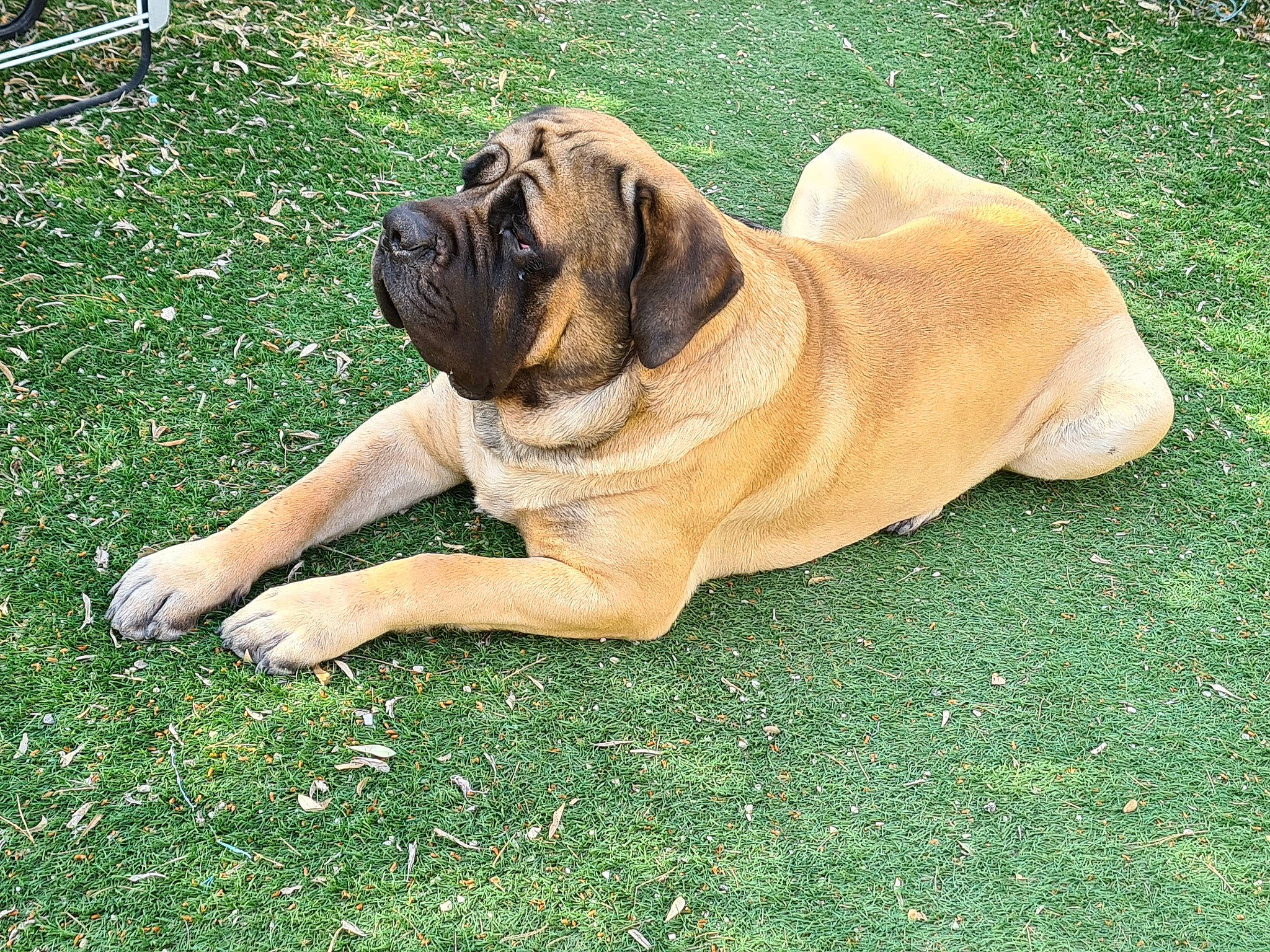 Orso participe au concours pour gagner de l'argent avec cette photo : ancient_dog_breeds, biting, carnivore, companion_dog, dog, dog_breed, fawn, grass, molosser, non_sporting_group, plant, snout, sporting_group, terrestrial_animal, working_dog, wrinkle