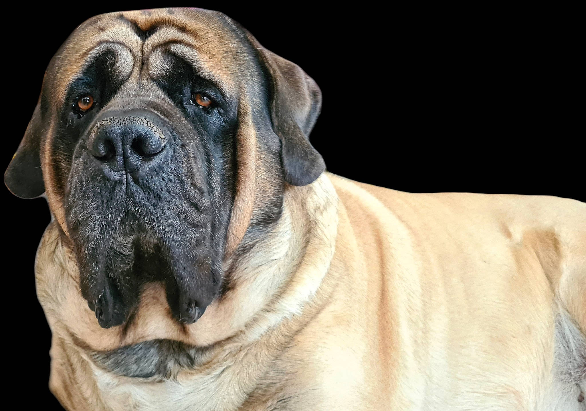 Orso a rejoint le concours — aidez-le/la à gagner de superbes lots ! ancient_dog_breeds, biting, canidae, carnivore, companion_dog, dog, dog_breed, fawn, giant_dog_breed, molosser, non_sporting_group, sporting_group, terrestrial_animal, whiskers, working_dog, wrinkle