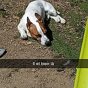 Boycka a rejoint le concours — aidez-le/la à gagner de superbes lots ! dog, animal, outdoor, sunlight, grass, dirt, lying_down, brown_and_white, pet, nature, relaxing, canine, ground, daylight, shadow, yellow_object, casual, snapshot, text_overlay, location