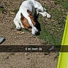 dog, animal, outdoor, sunlight, grass, dirt, lying_down, brown_and_white, pet, nature, relaxing, canine, ground, daylight, shadow, yellow_object, casual, snapshot, text_overlay, location