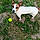 Boycka