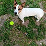 dog, jack_russell_terrier, tennis_ball, grass, patchy_ground, outdoor, pet, animal, brown_and_white, ears_up, alert, looking_up, small_dog, canine, playful, nature, summer, daytime, fur, companion