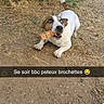 Boycka participe au concours pour gagner de l'argent avec cette photo : dog, animal, outdoor, grass, dirt, playful, pet, brown_and_white, skewer, mouth, chewing, sign, bushes, nature, canine, happy, tongue, tail, daytime, ground