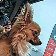 Lucien participe au concours pour gagner de l'argent avec cette photo : car, car_interior, chihuahua_mix, dog, ear, flag, fur, harness, jacket, leopard_print, long_hair, looking_out, muzzle, overcast, parking_lot, person_partial, seat, side_profile, small_dog, window