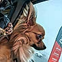 car, car_interior, chihuahua_mix, dog, ear, flag, fur, harness, jacket, leopard_print, long_hair, looking_out, muzzle, overcast, parking_lot, person_partial, seat, side_profile, small_dog, window