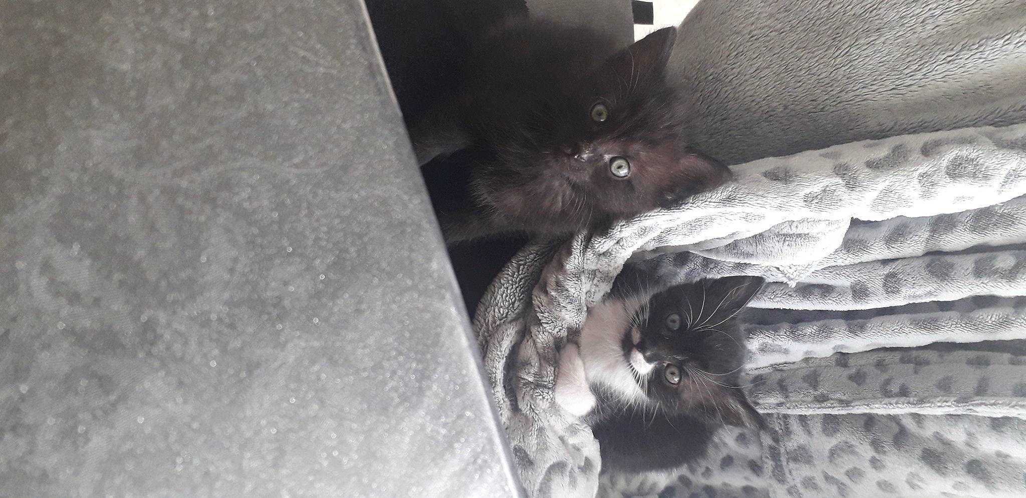 Reglisse Et Ddomino participe au concours pour gagner de l'argent avec cette photo : black_and_white, black_cat, carnivore, cat, claw, comfort, domestic_short_haired_cat, door, felidae, fur, grey, monochrome, monochrome_photography, paw, small_to_medium_sized_cats, snout, tail, whiskers, wildlife, window