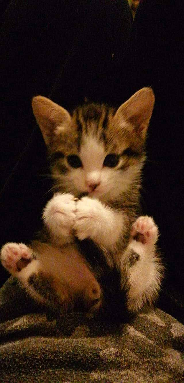 Arsouille participe au concours pour gagner de l'argent avec cette photo : art, carnivore, cat, claw, comfort, darkness, domestic_short_haired_cat, ear, fawn, felidae, foot, fur, gesture, paw, photo_caption, sitting, small_to_medium_sized_cats, snout, tail, whiskers