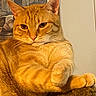 cat, orange_tabby, pet, animal, feline, portrait, indoor, relaxed, paw, whiskers, fur, closeup, mammal, domestic_animal, resting, cozy, cute, household, framed_picture, background