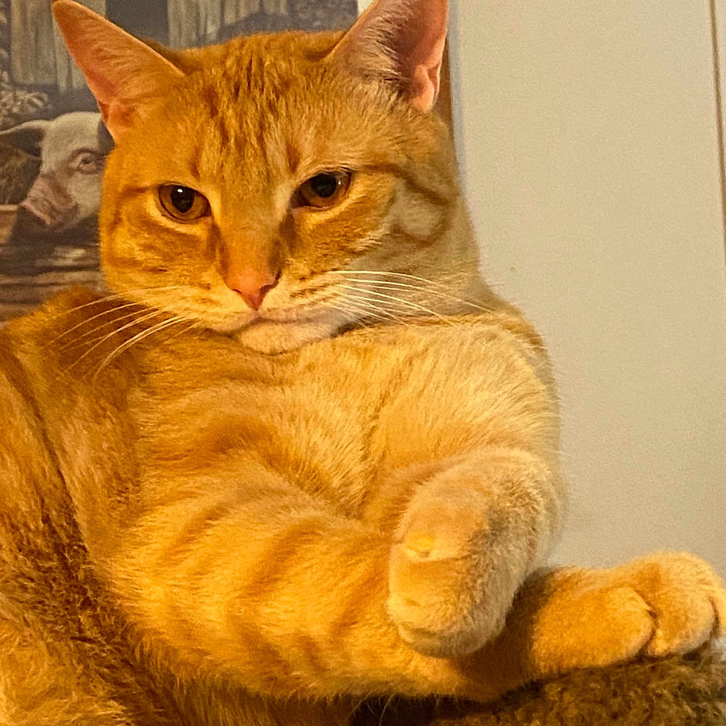 Larry joined the competition — help win amazing prizes! cat, orange_tabby, pet, animal, feline, portrait, indoor, relaxed, paw, whiskers, fur, closeup, mammal, domestic_animal, resting, cozy, cute, household, framed_picture, background