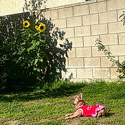 Frida joined the competition — help win amazing prizes! dog, grass, flower, sunflower, wall, shadow, outdoor, pet, sunlight, greenery, plant, garden, nature, canine, small_dog, clothing, red_outfit, resting, daylight, yard