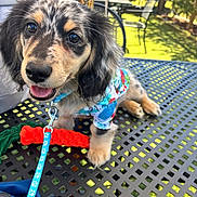 Clark is registered to the contest to win money with this photo: backyard, blue_collar, close_up, colorful_shirt, dog, grass, leash, long_haired_dachshund, merle_coat, metal_table, orange_rope_toy, outdoor, patio, patio_chair, playful, portrait, puppy, sunlight, tongue_out, toy