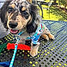 backyard, blue_collar, close_up, colorful_shirt, dog, grass, leash, long_haired_dachshund, merle_coat, metal_table, orange_rope_toy, outdoor, patio, patio_chair, playful, portrait, puppy, sunlight, tongue_out, toy