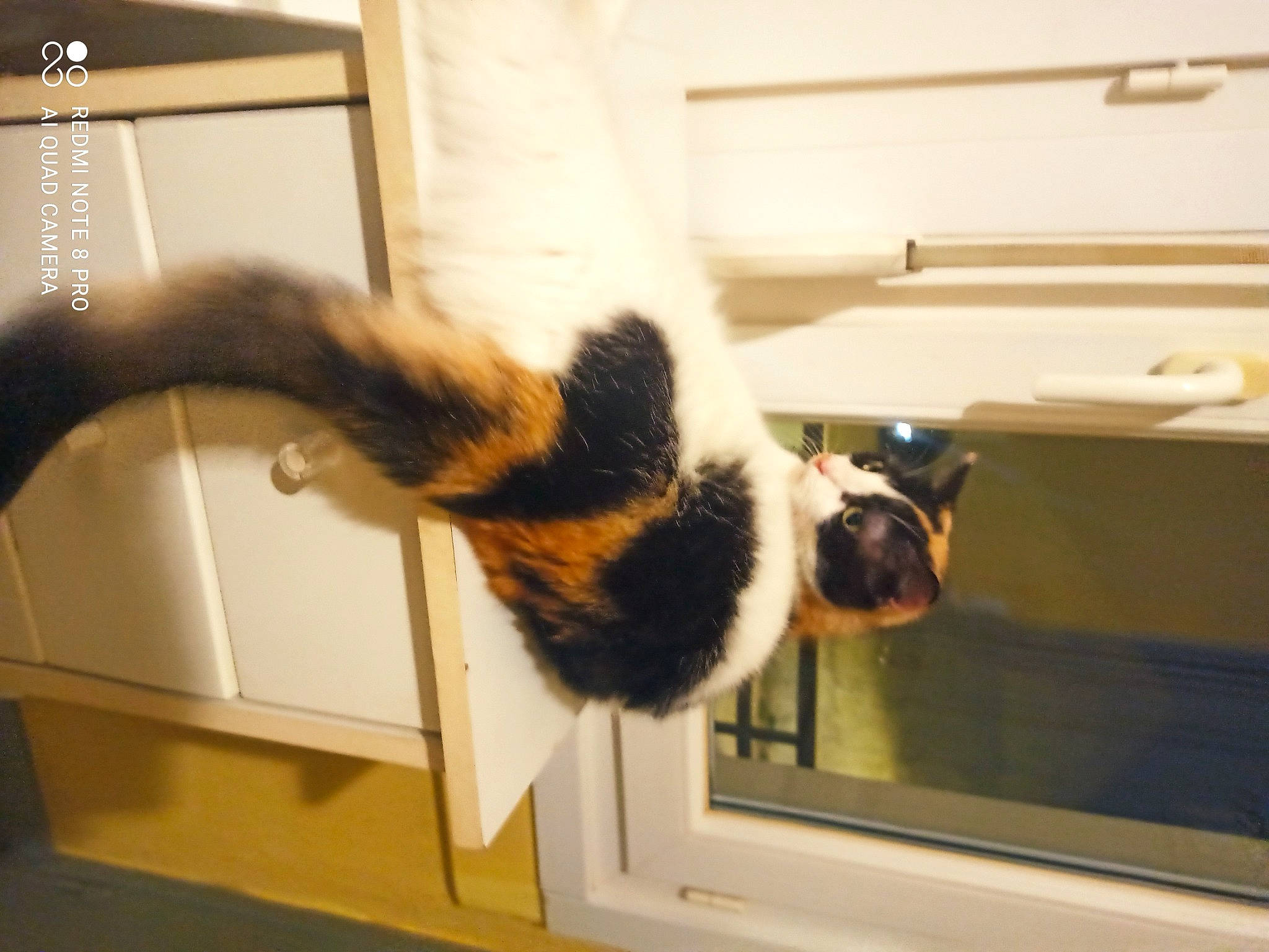 Mia participe au concours pour gagner de l'argent avec cette photo : canidae, carnivore, cat, claw, comfort, dog_breed, domestic_short_haired_cat, felidae, fur, mammal, paw, room, small_to_medium_sized_cats, snout, sporting_group, tail, vertebrate, whiskers, window, wood