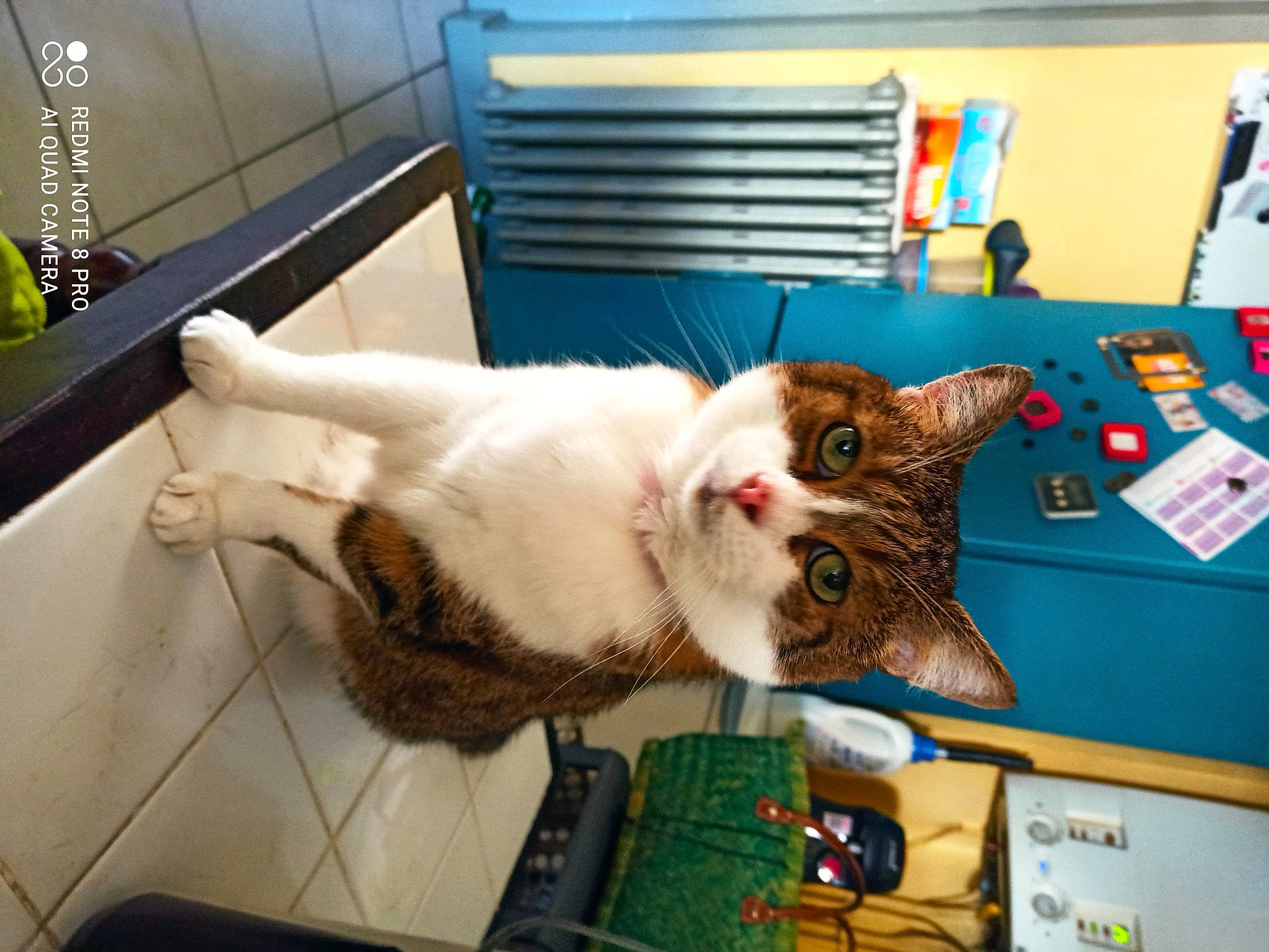 Vagabond participe au concours pour gagner de l'argent avec cette photo : box, carnivore, cat, claw, collar, domestic_short_haired_cat, felidae, flooring, fur, paw, room, small_to_medium_sized_cats, tail, whiskers, wood