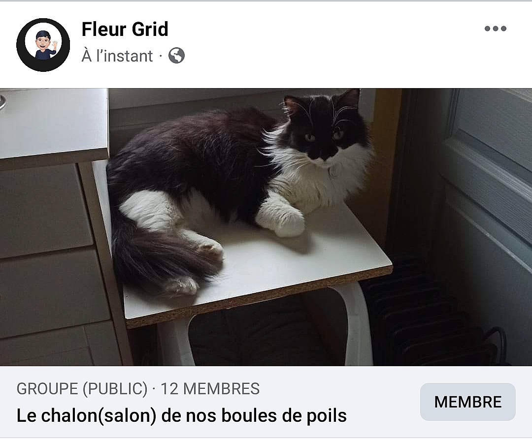 Domino participe au concours pour gagner de l'argent avec cette photo : brand, carnivore, cat, cat_supply, comfort, domestic_short_haired_cat, felidae, font, fur, metal, pet_supply, photo_caption, rectangle, small_to_medium_sized_cats, snout, sporting_group, square, tail, vertebrate, whiskers